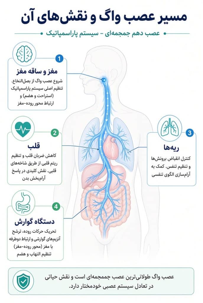 اینفوگرافیک عصب واگ